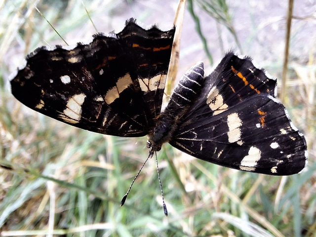 pókhálós lepke - Araschnia levana