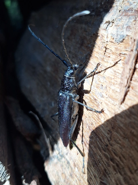 Cerambyx cerdo - nagy hőscincér