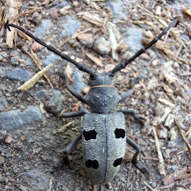 Morimus asper funereus - gyászcincér