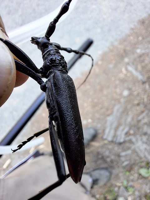 Cerambyx cerdo - nagy hőscincér