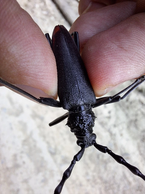 Cerambyx cerdo - nagy hőscincér