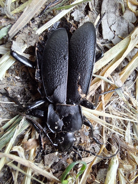 Carabus coriaceus - bőrfutrinka