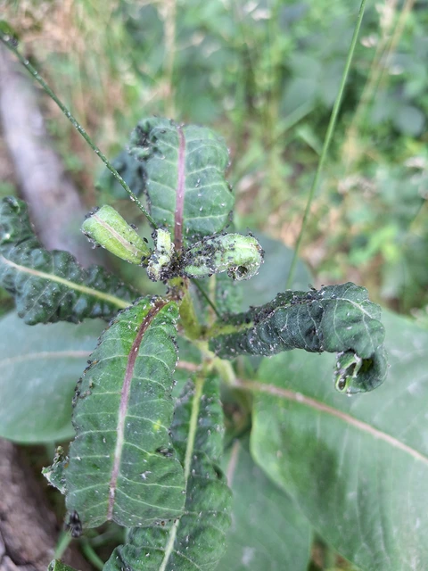 Aphididae - valódi levéltetvek