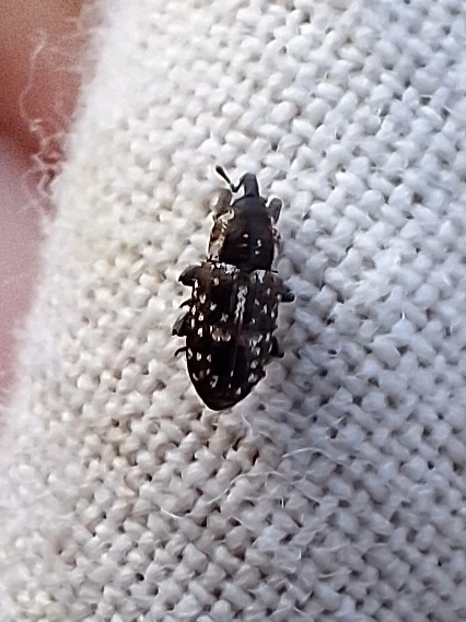 pikkelyes báris - Cosmobaris scolopacea