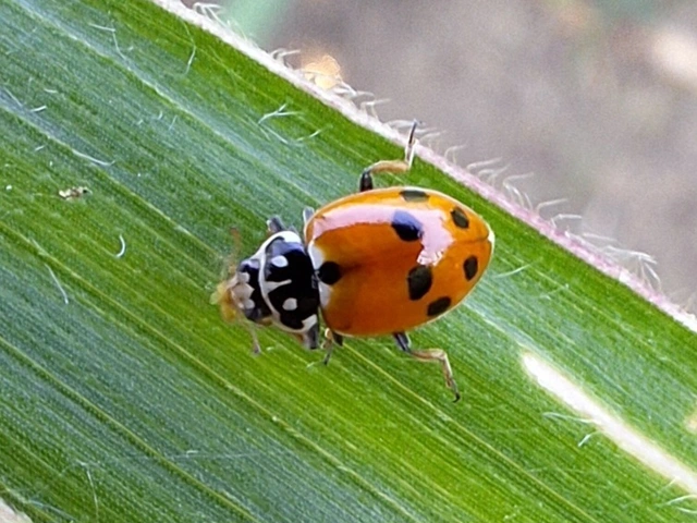 Hippodamia variegata - tizenhárompettyes katica