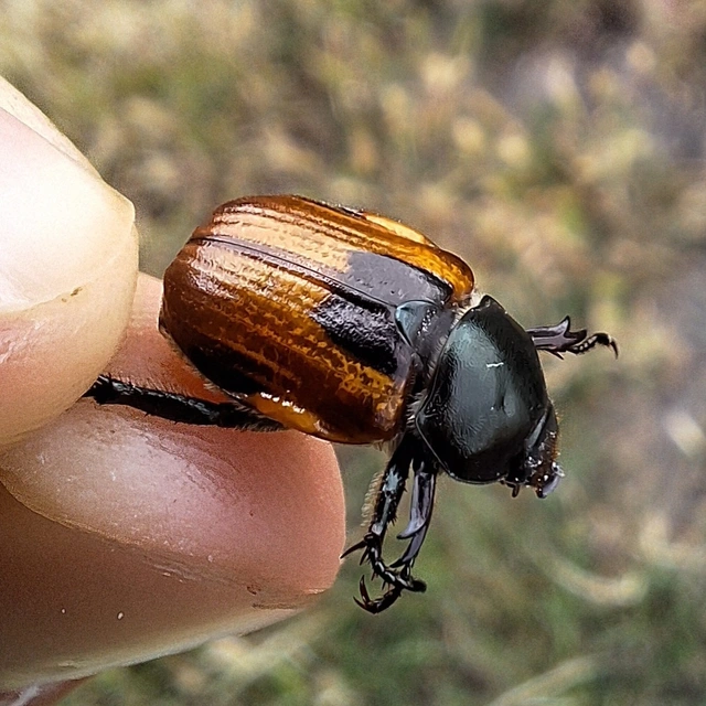 Anisoplia austriaca - osztrák szipoly