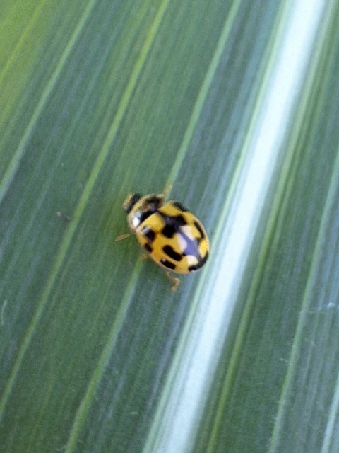 Propylea quatuordecimpunctata - tizennégypettyes füsskata