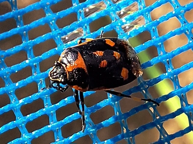 Eurydema oleracea - paréjpoloska Eurydema oleracea - paréjpoloska