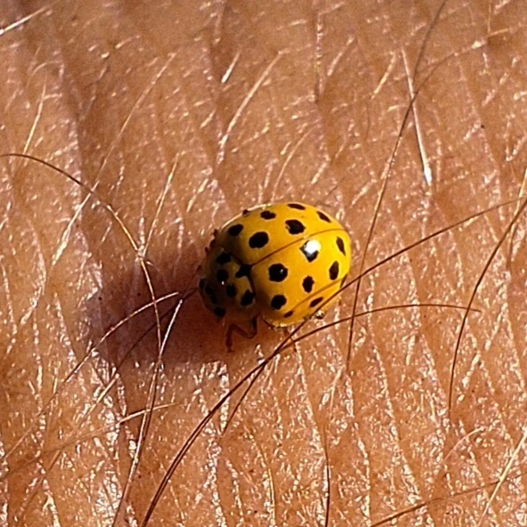 Psyllobora vigintiduopunctata - huszonkétpettyes katica