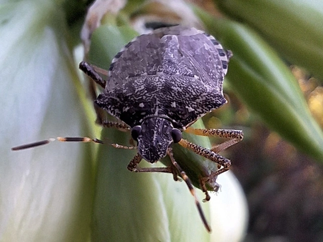 Halyomorpha halys - ázsiai márványospoloska