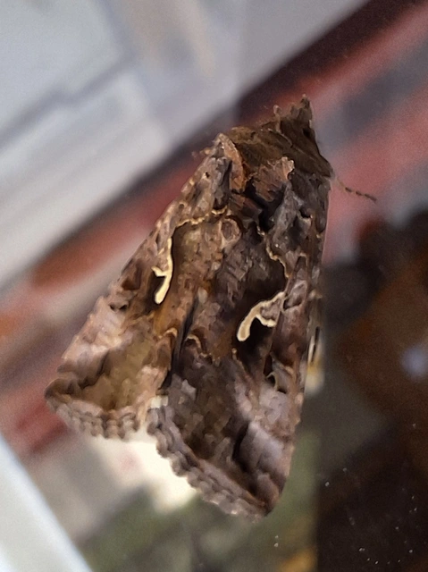 Autographa gamma - gammalepke