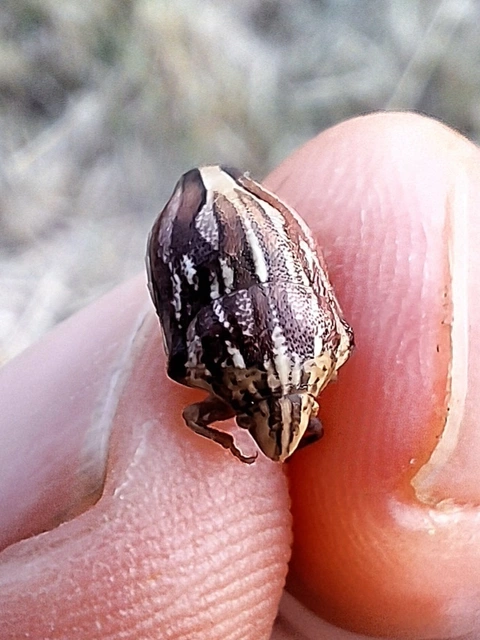 Odontotarsus Odontotarsus