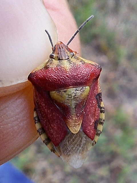 Carpocoris Carpocoris