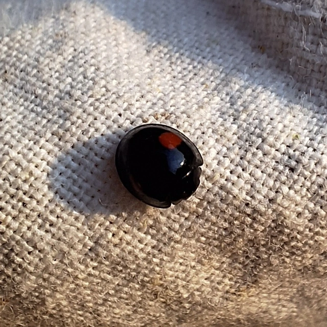 vesefoltos szerecsenkata - Chilocorus renipustulatus