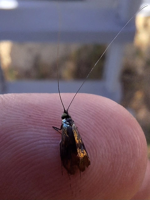 Nemophora