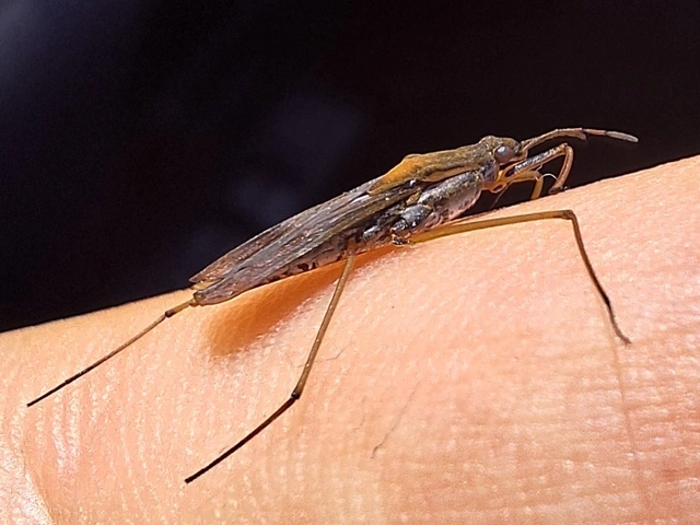 Gerridae - molnárpoloskák