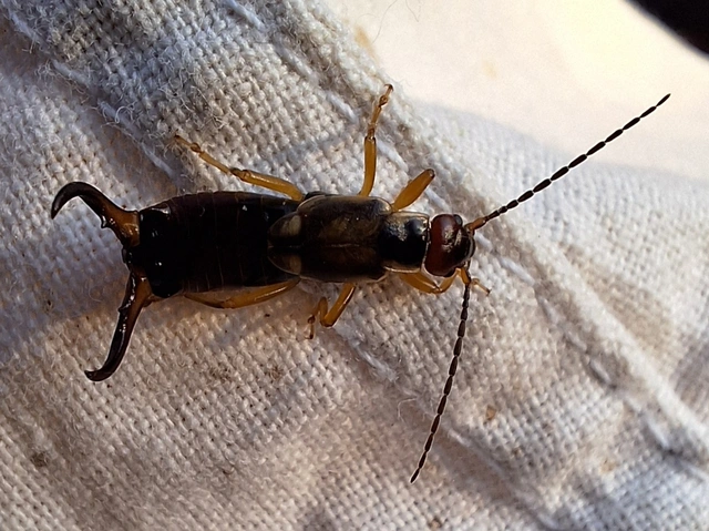 Forficula auricularia - közönséges fülbemászó