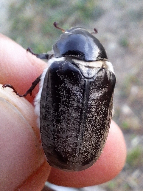 Anoxia pilosa - pusztai cserebogár