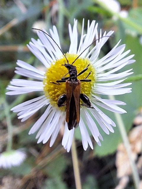 sárgahátú álcincér - Oedemera femorata