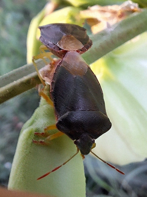 Palomena prasina - zöld bogyómászó-poloska Palomena prasina - zöld bogyómászó-poloska