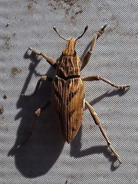 Coniocleonus nigrosuturatus - nyíljegyes barkó