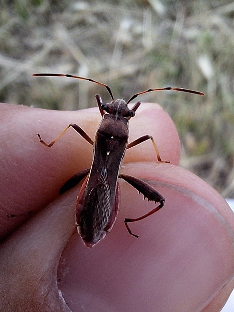 görbelábú tövispoloska - Camptopus lateralis