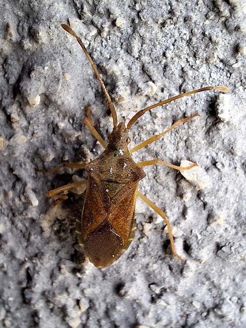 aranypetés poloska - Gonocerus acuteangulatus