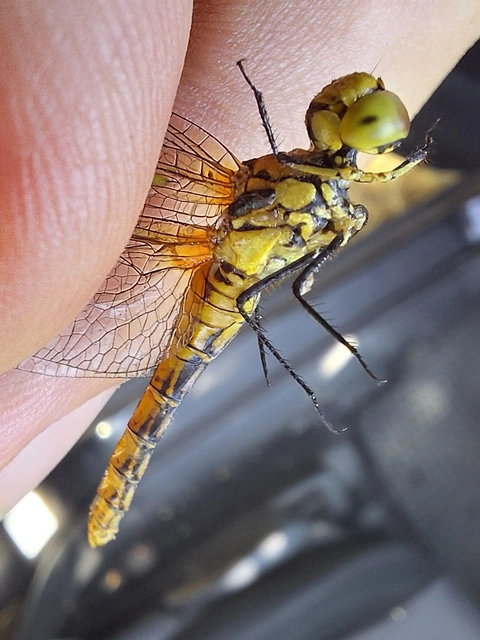 vörös katona-szitakötő - Sympetrum sanguineum