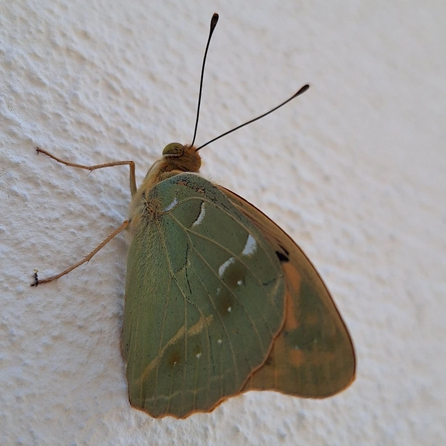 zöldes gyöngyházlepke - Argynnis pandora