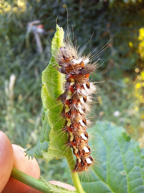 Acronicta rumicis - sóska-szigonyosbagoly