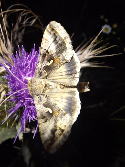 Autographa gamma - gammalepke
