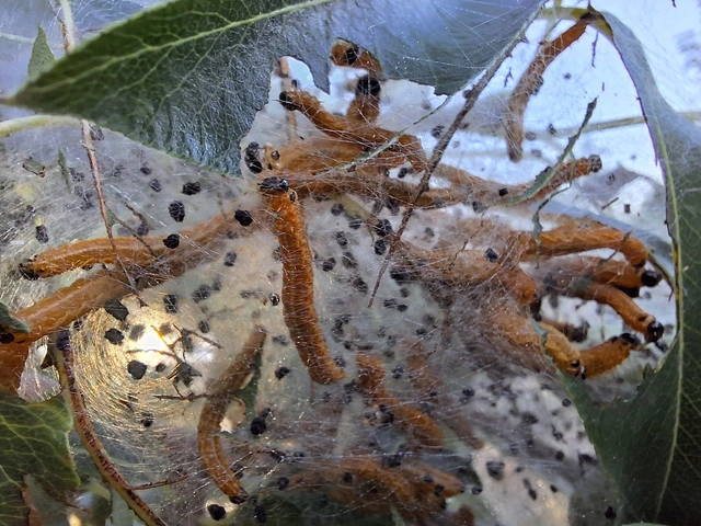 Neurotoma