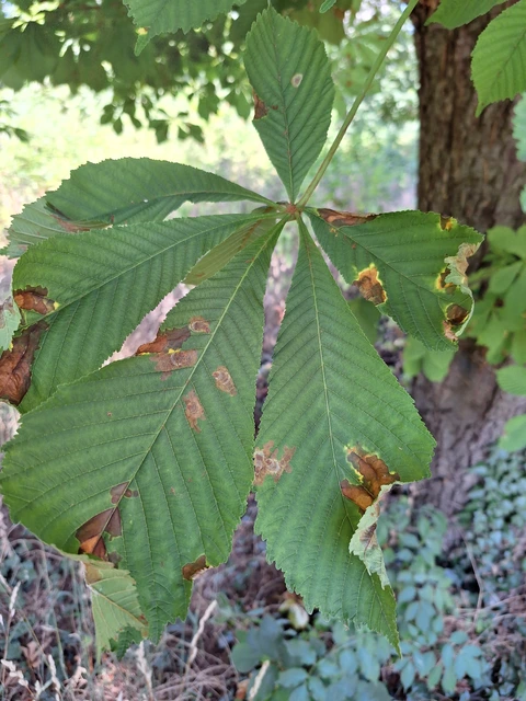 vadgesztenye-sátorosmoly - Cameraria ohridella
