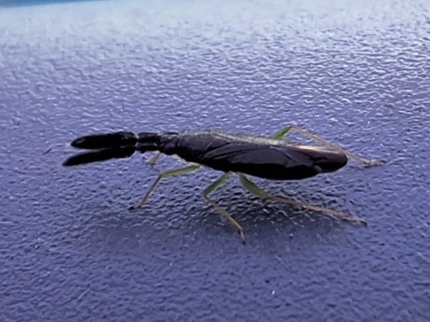 Heterotoma merioptera/planicornis