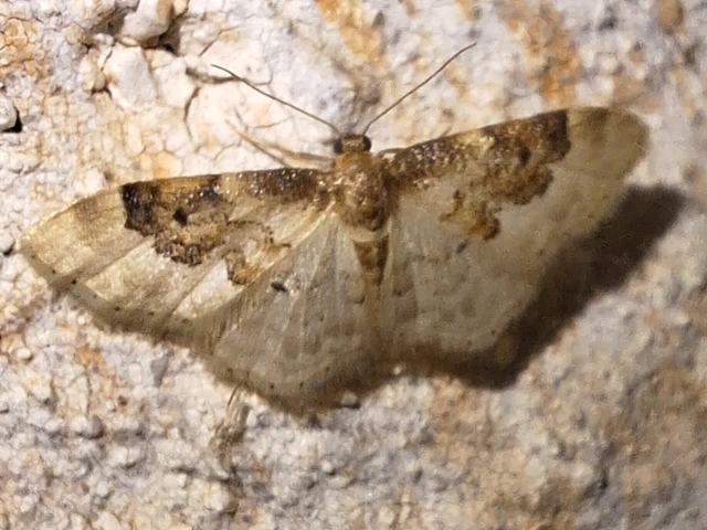 tarka apróaraszoló - Idaea rusticata