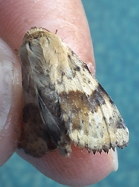 mácsonyabagoly - Heliothis viriplaca