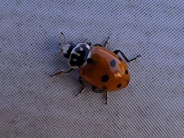 Hippodamia variegata - tizenhárompettyes katica