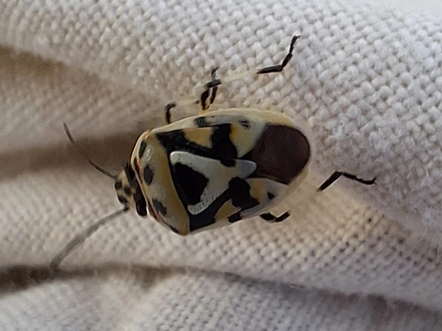 Eurydema ornata - díszespoloska Eurydema ornata - díszespoloska