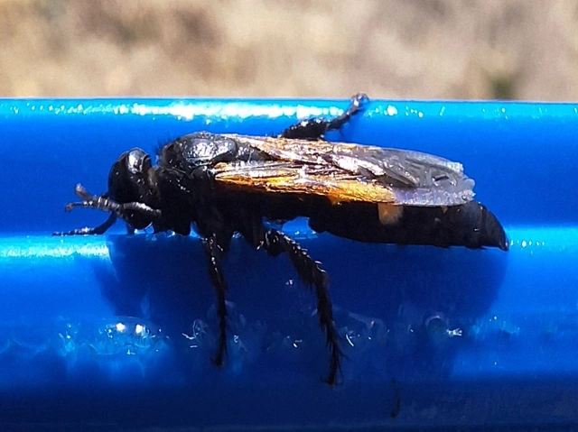 Scoliidae - tőrösdarazsak
