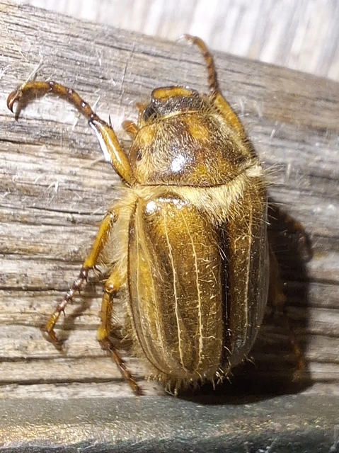 Amphimallon solstitiale - bordás sárgacserebogár