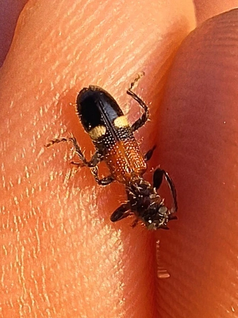 szalagos szúfarkas - Opilo taeniatus