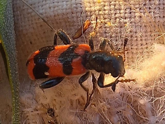 Trichodes apiarius - szalagos méhészbogár