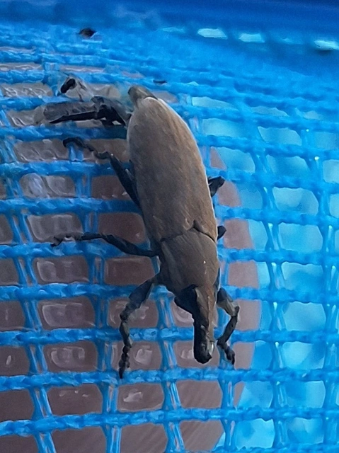 Lixus vilis - gémorr-dudvabarkó