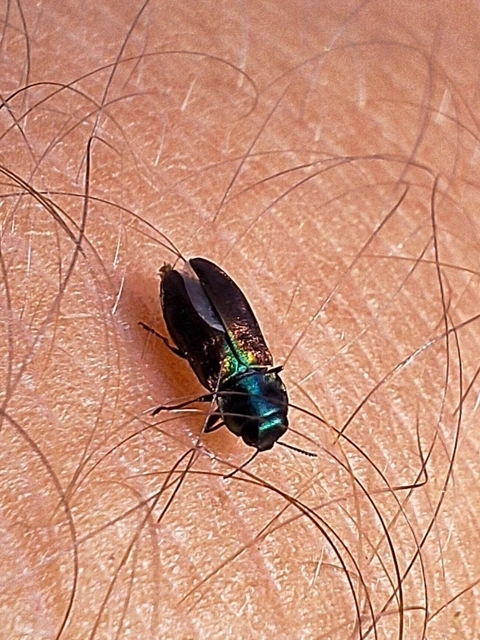 podóliai virágdíszbogár - Anthaxia podolica