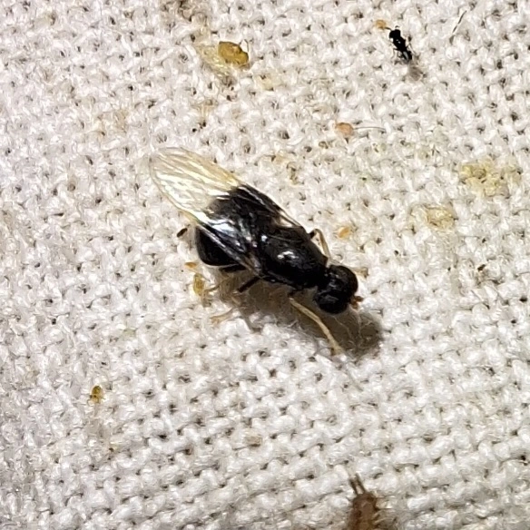 Pachygastrinae