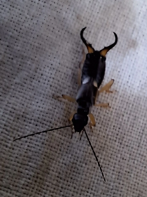 Forficula auricularia - közönséges fülbemászó