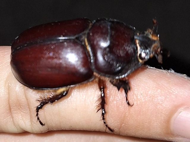 Oryctes nasicornis - orrszarvú bogár