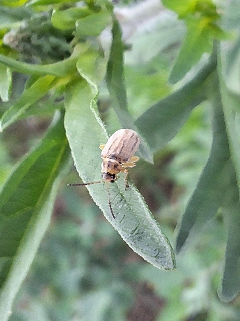 Ophraella communa - parlagfű-olajosbogár