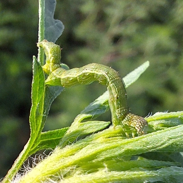 Ponometia candefacta - parlagfűbagoly