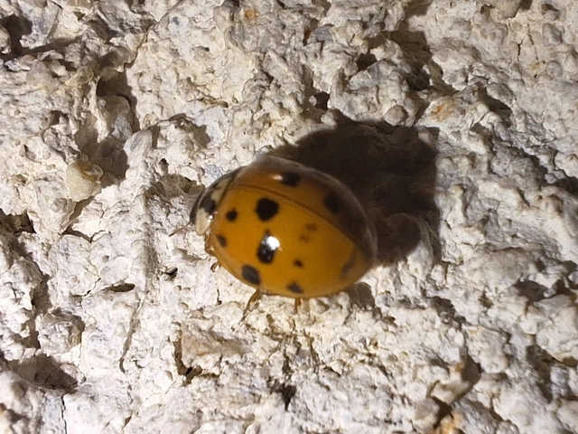 Harmonia axyridis - harlekinkatica
